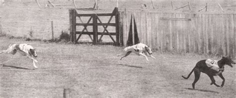 The History of Greyhound Racing .